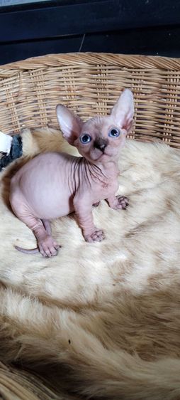 สฟิงซ์ (Sphynx) เด็กชายขาสั้น