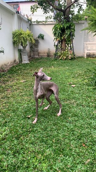 อิตาเลียน เกรย์ฮาวด์ (Italian Greyhound) กลาง อิตาเลี่ยน เกรย์ฮาวด์