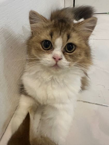 สก็อตติช โฟลด์ (Scottish Fold) ดญ 6 เดือน