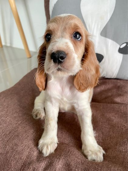 English Cocker spaniel (อิงลิชค็อกเกอร์สเปเนียล)