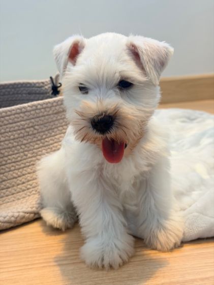 ขาย miniature schnauzer  ลูกสุนัข มินิเอเจอร์ ชเนาเซอร์