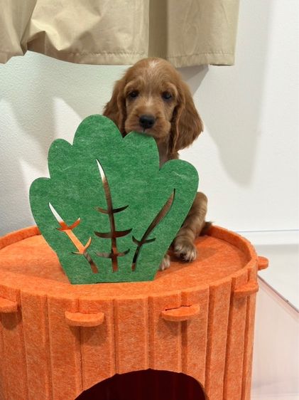 English Cocker spaniel (อิงลิชค็อกเกอร์สเปเนียล) รูปที่ 2