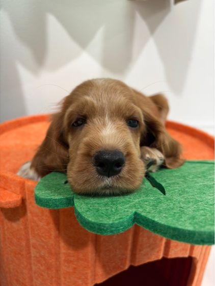 English Cocker spaniel (อิงลิชค็อกเกอร์สเปเนียล) รูปที่ 3