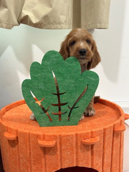 อื่นๆ กลาง English Cocker spaniel (อิงลิชค็อกเกอร์สเปเนียล)