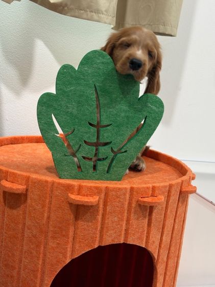 English Cocker spaniel (อิงลิชค็อกเกอร์สเปเนียล) รูปที่ 4