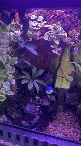 ตู้ครึ่งบกครึ่งน้ำ Paludarium อุปกรณ์พร้อมเลี้ยง รูปที่ 7