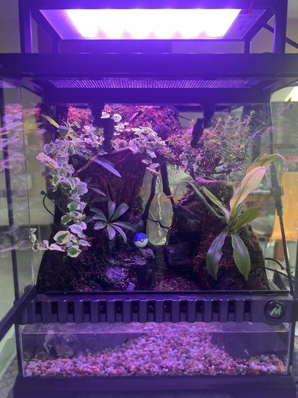 ตู้ครึ่งบกครึ่งน้ำ Paludarium อุปกรณ์พร้อมเลี้ยง รูปที่ 8