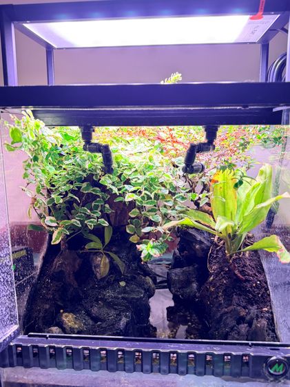 ตู้ครึ่งบกครึ่งน้ำ Paludarium อุปกรณ์พร้อมเลี้ยง