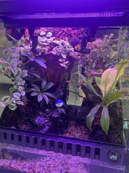 ตู้ครึ่งบกครึ่งน้ำ Paludarium อุปกรณ์พร้อมเลี้ยง รูปที่ 6