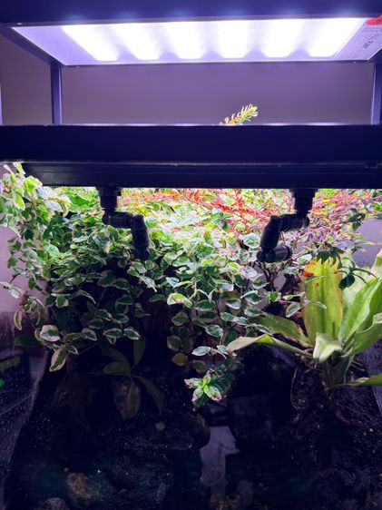 ตู้ครึ่งบกครึ่งน้ำ Paludarium อุปกรณ์พร้อมเลี้ยง รูปที่ 3