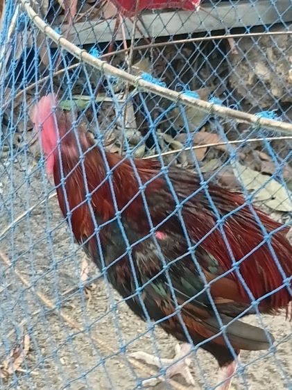 ไก่ชน ไทยผสมพม่า