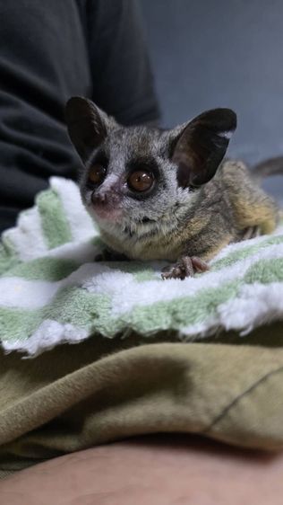 ลิงจิ๋วbush baby รูปที่ 2