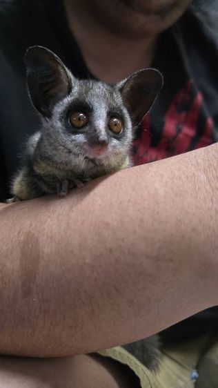 ลิงจิ๋วbush baby