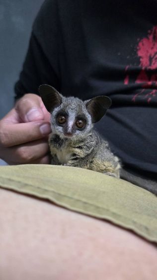 ลิงจิ๋วbush baby รูปที่ 4