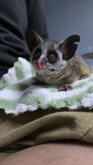 ลิงจิ๋วbush baby รูปที่ 3