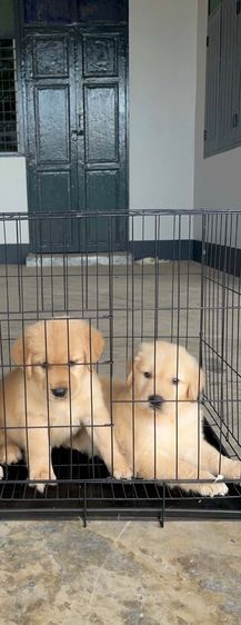 ลูกสุนัขโกลเด้นแท้ เพศเมีย พร้อมย้ายบ้าน 🐶 รูปที่ 2