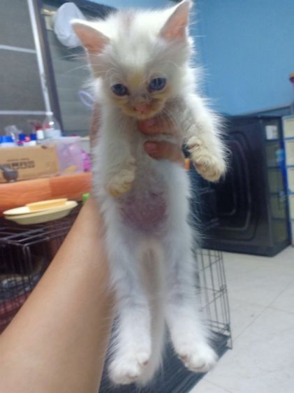 ลูกแมวเปอร์เซีย