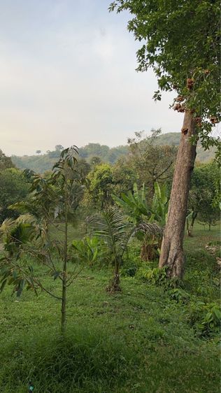 ใช่ บ้านพร้อมสวนทุเรียน​เงาะ​มะไฟ​มังคุด​มะปางขนุนมะม่วง​ รูปที่ 3