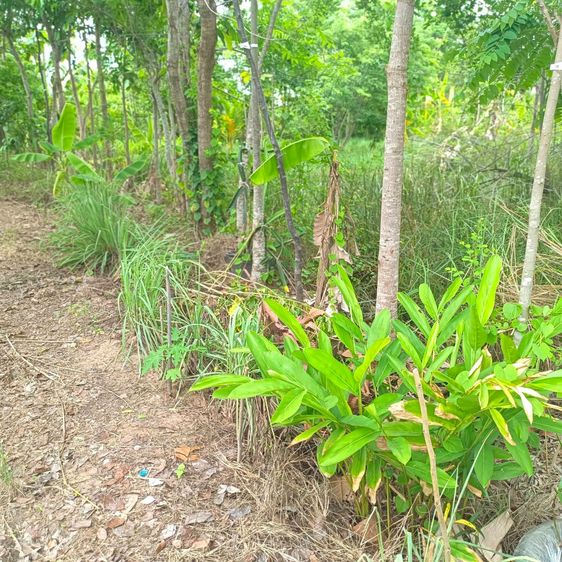 ขายที่ดินสวนผสมเกษตรอินรีย์โคกหนองนา ทำเลทองเพื่อการเกษตรและอยู่อาศัย รูปที่ 4