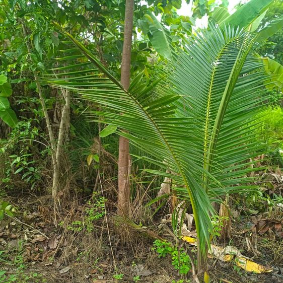 ขายที่ดินสวนผสมเกษตรอินรีย์โคกหนองนา ทำเลทองเพื่อการเกษตรและอยู่อาศัย รูปที่ 2