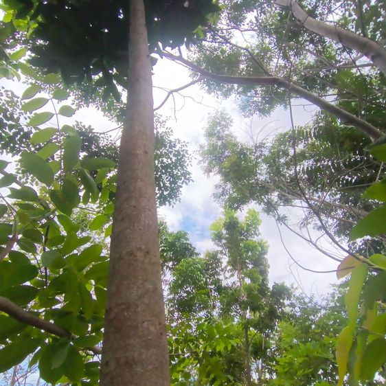 ขายที่ดินสวนผสมเกษตรอินรีย์โคกหนองนา ทำเลทองเพื่อการเกษตรและอยู่อาศัย รูปที่ 3