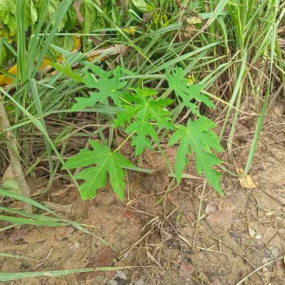 ขายที่ดินสวนผสมเกษตรอินรีย์โคกหนองนา ทำเลทองเพื่อการเกษตรและอยู่อาศัย