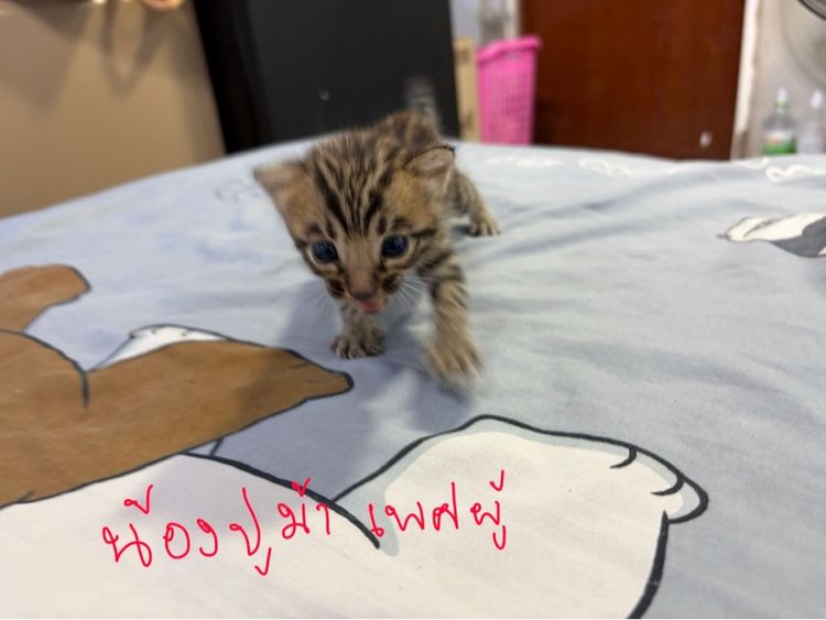 เบงกอล (Bengal House Cat) ลูกแมวเบงกอลแท้
