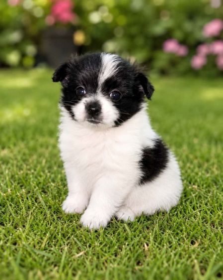 ปอมเมอเรเนียน (Pomeranian) เล็ก น้องปอมผสมผู้.1 ตัวเมีย 2 ตัวตัวละ 2,500 บาทยกคอก 5000 บาทเกิด8เมษา