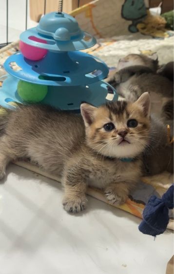 เปิดจองแมวมันช์กิ้น Munchkin