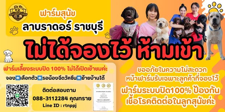 ‼️ลาบราดอร์แท้ สายเลือดแชมป์ มีครบทุกสีทุกเพศ รูปที่ 13