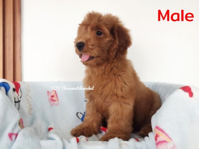 อื่นๆ กลาง ค็อกกาพู  Cockapoo  male ผู้ชาย 