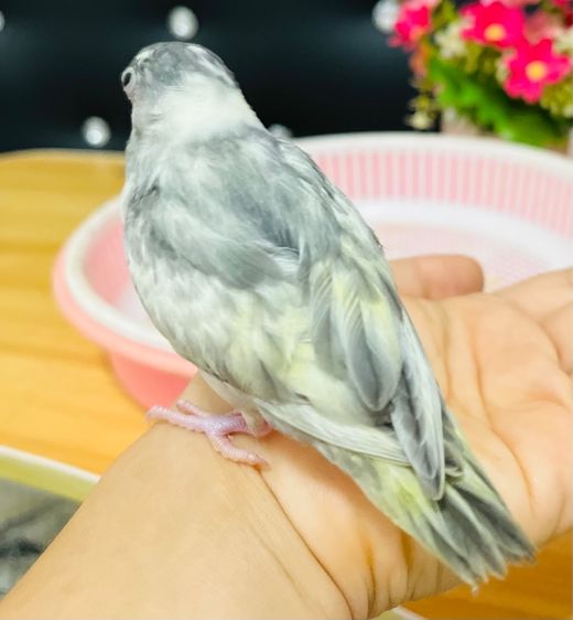ฟอพัสพายเมิฟเทอควอย เมีย