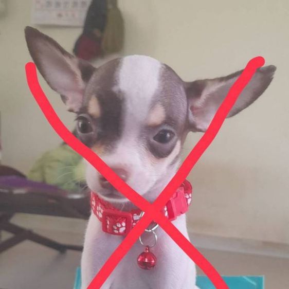 ชิวาวา ขนสั้น 4 ตัว รูปที่ 5