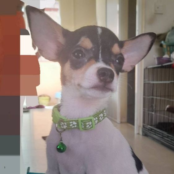 ชิวาวา (Chihuahua) เล็ก ชิวาวา ขนสั้น 4 ตัว