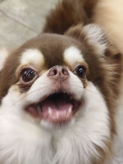 ชิวาวา (Chihuahua) กลาง เปิดรับผสม