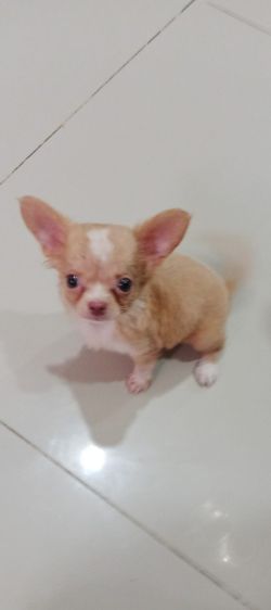 ชิวาวา (Chihuahua) เล็ก ชิวาวาแท้