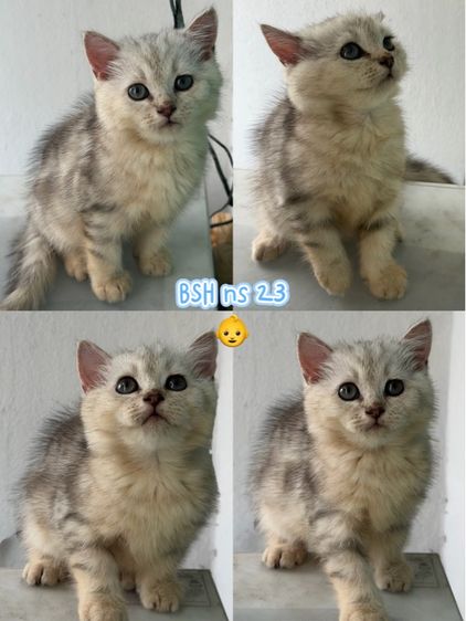 เด็กชายบริติช