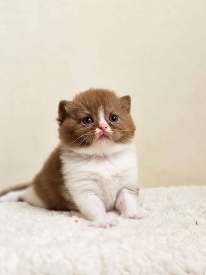 บริติช ชอร์ตแฮร์ (British Shorthair) บริติช และ ทุกสายพันธุ์