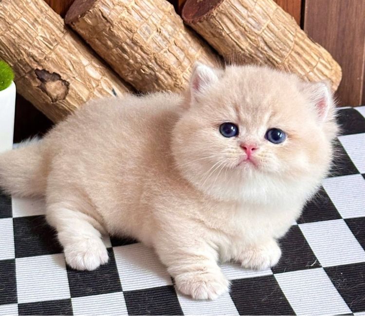 มันช์กิ้น (Munchkin) มันช์กิ้นขาสั้น