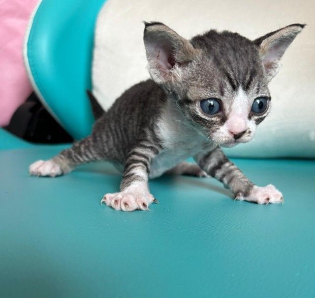Devon Rex are curly-haired cats.
