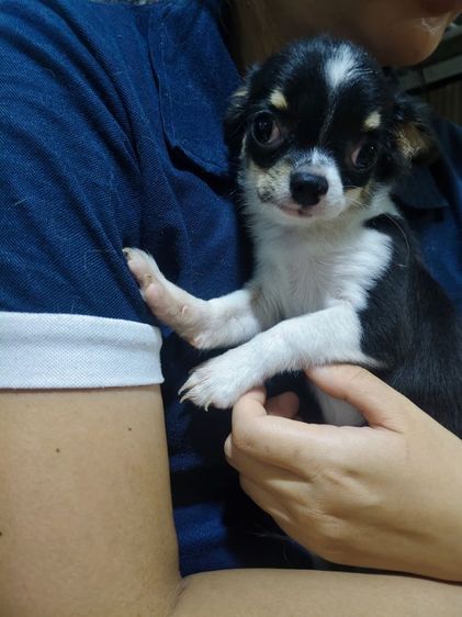 ชิวาวา (Chihuahua) เล็ก ชิวาวาราคาถูก