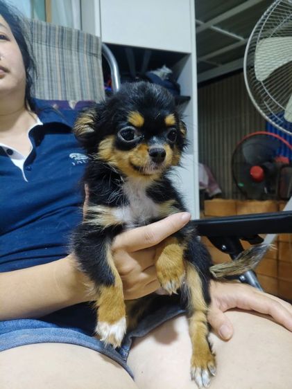 ชิวาวา (Chihuahua) กลาง ชิวาวา