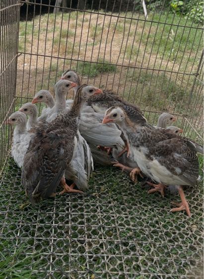 ไก่ต๊อก