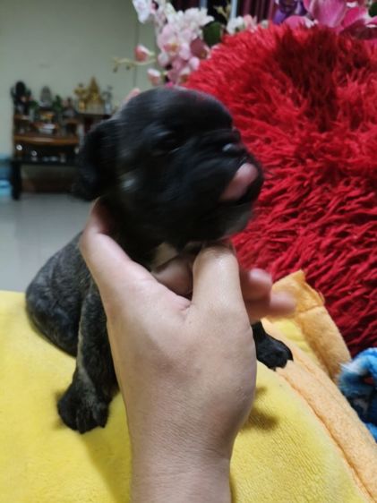 บูลด็อก (Bulldog) กลาง ลูกเฟรนบลูด็อกอายุ39 วัน ช.2 ญ.2  มีแบบผ่อนรายเดือนไม่ต้องใช้บัตรเครดิต