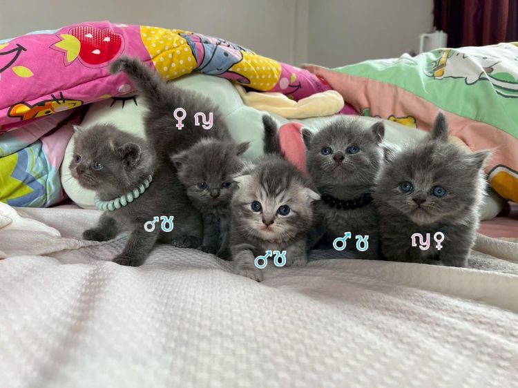 บริติช ชอร์ตแฮร์ (British Shorthair) เปิดจองเด็กๆ British สีเทา(บลู)  Blue และ Silver