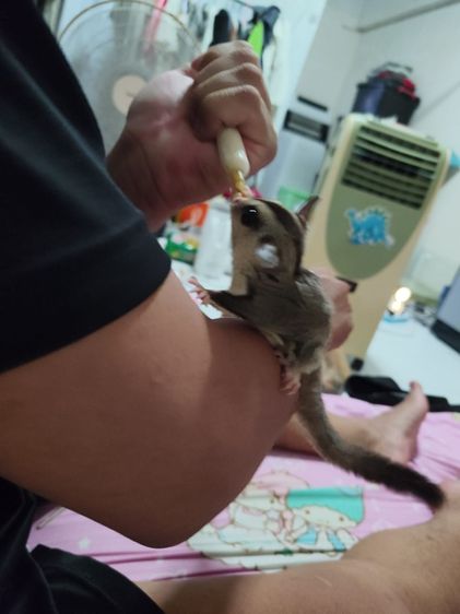 ชูก้า
