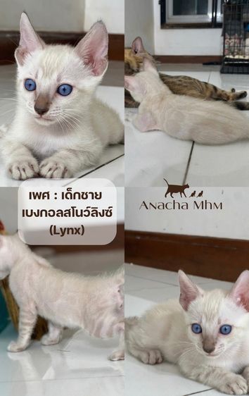 เบงกอล (Bengal House Cat) แมวเบงกอลแท้เพศชาย (Lynx)