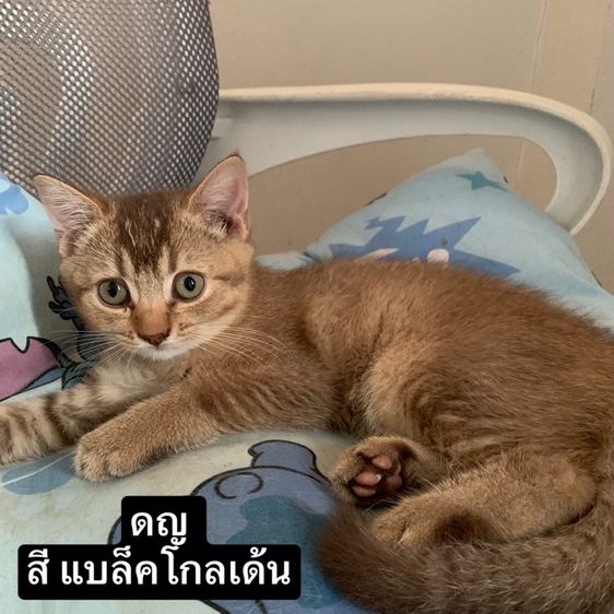 สก็อตติช โฟลด์ (Scottish Fold) สก็อตติชโฟลด์