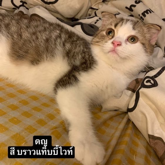 สก็อตติช โฟลด์ (Scottish Fold) สก็อตติชโฟลด์