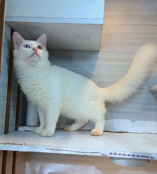 สก็อตติช โฟลด์ (Scottish Fold) แมวสก้อตติช ผสม แมวเปอร์เซีย ตาสองสี เพศผู้อายุ4เดือน คะวัคซีนแล้ว1เข็มก่อนย้ายตรวจหัดแมวฟรีรับประกันเอดส์แมวกับรูคีเมียคะ